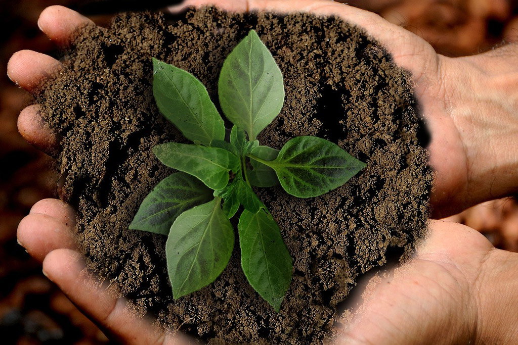 Plant in hands